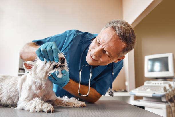Best Same-Day Emergency Dental Services in Sweet Home, AR